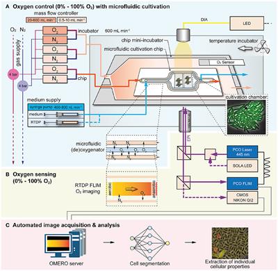 Enabling oxygen-controlled microfluidic cultures for spatiotemporal microbial single-cell analysis